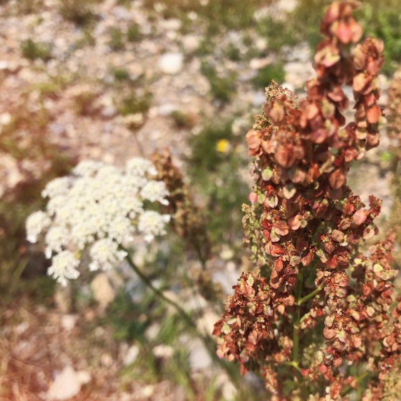 Strong, beautiful plants