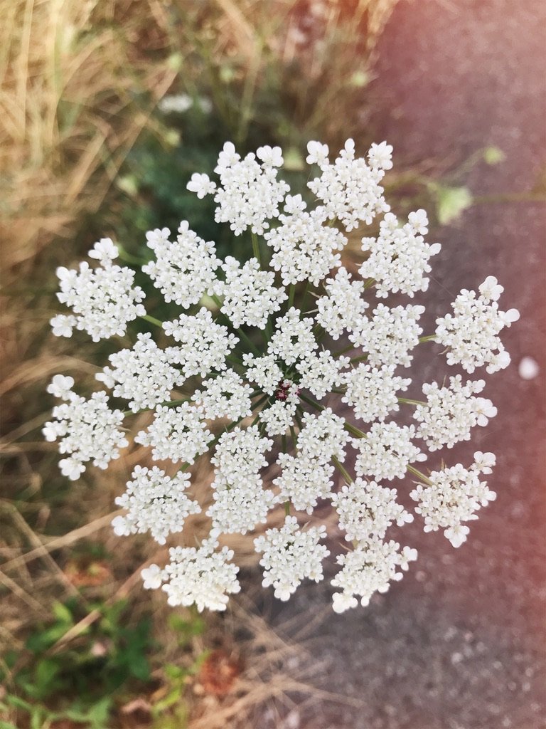 Little firework of nature