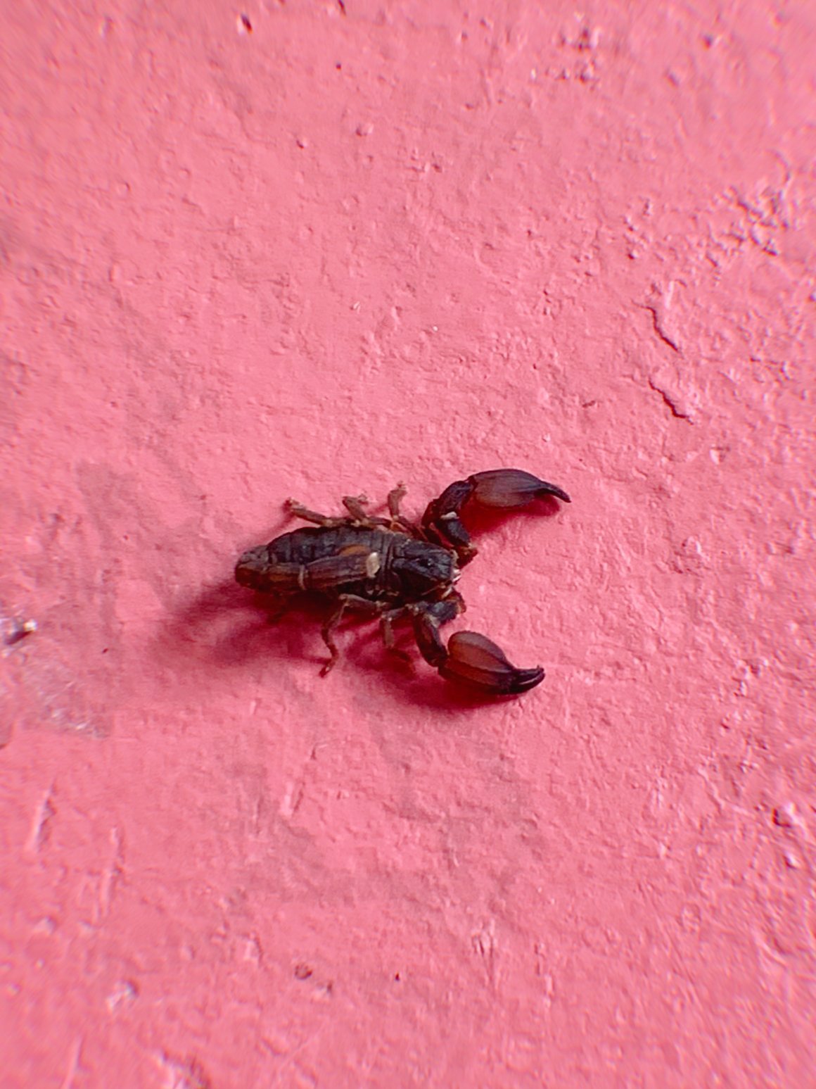 Visitor