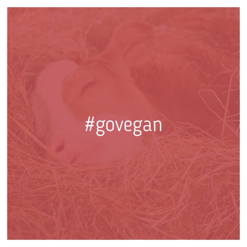 Go vegan!