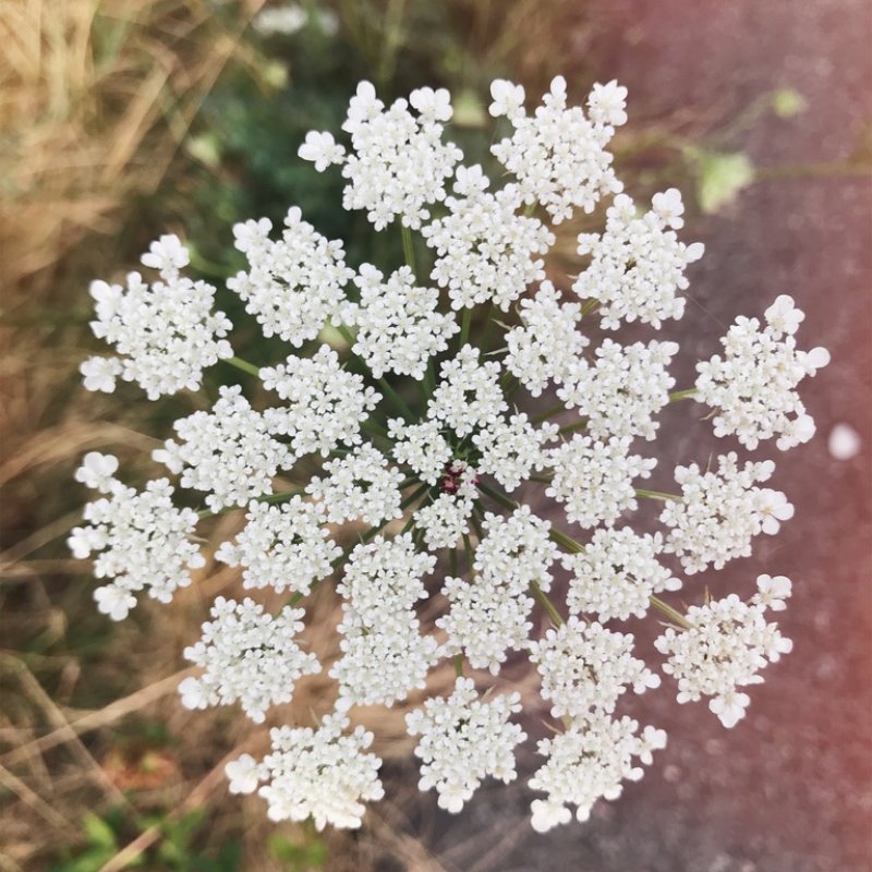 Little firework of nature