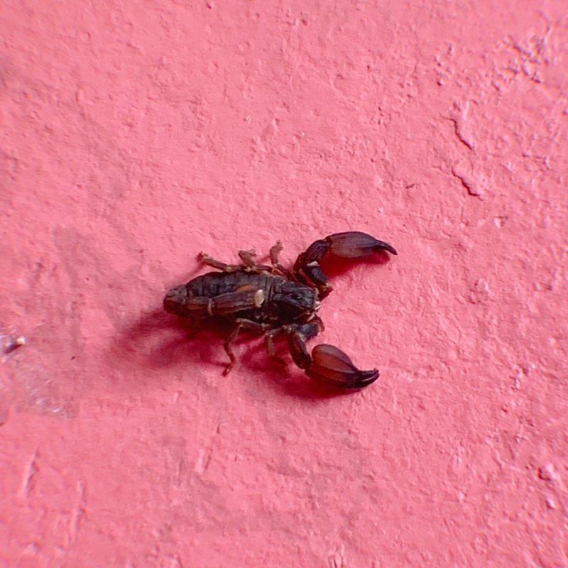 Visitor